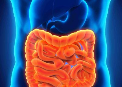 écosystème intestinal
