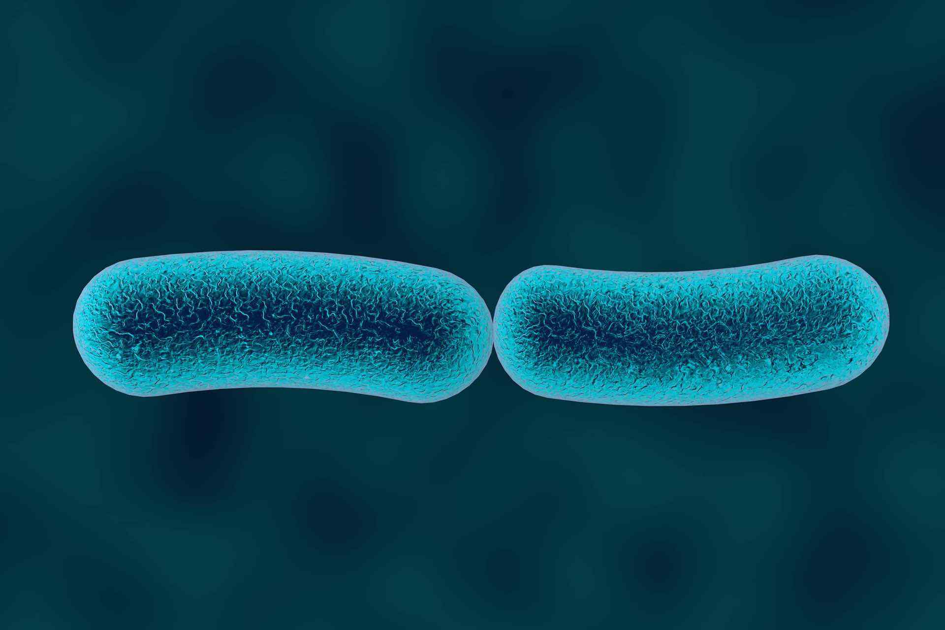 écosystème intestinal
