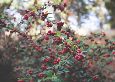 bysohealthy naturopathie cueillette