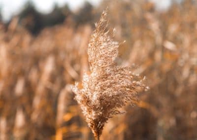 bysohealthy naturopathie graminées