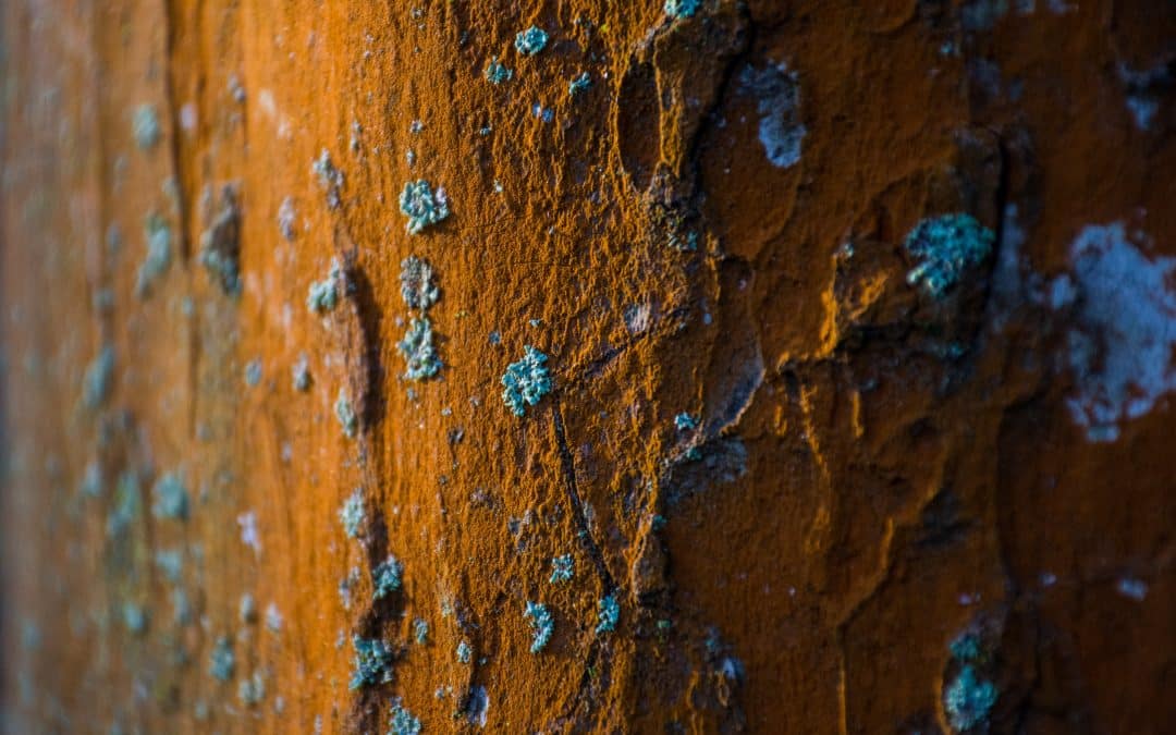 Comprendre et prévenir l&rsquo;oxydation cellulaire