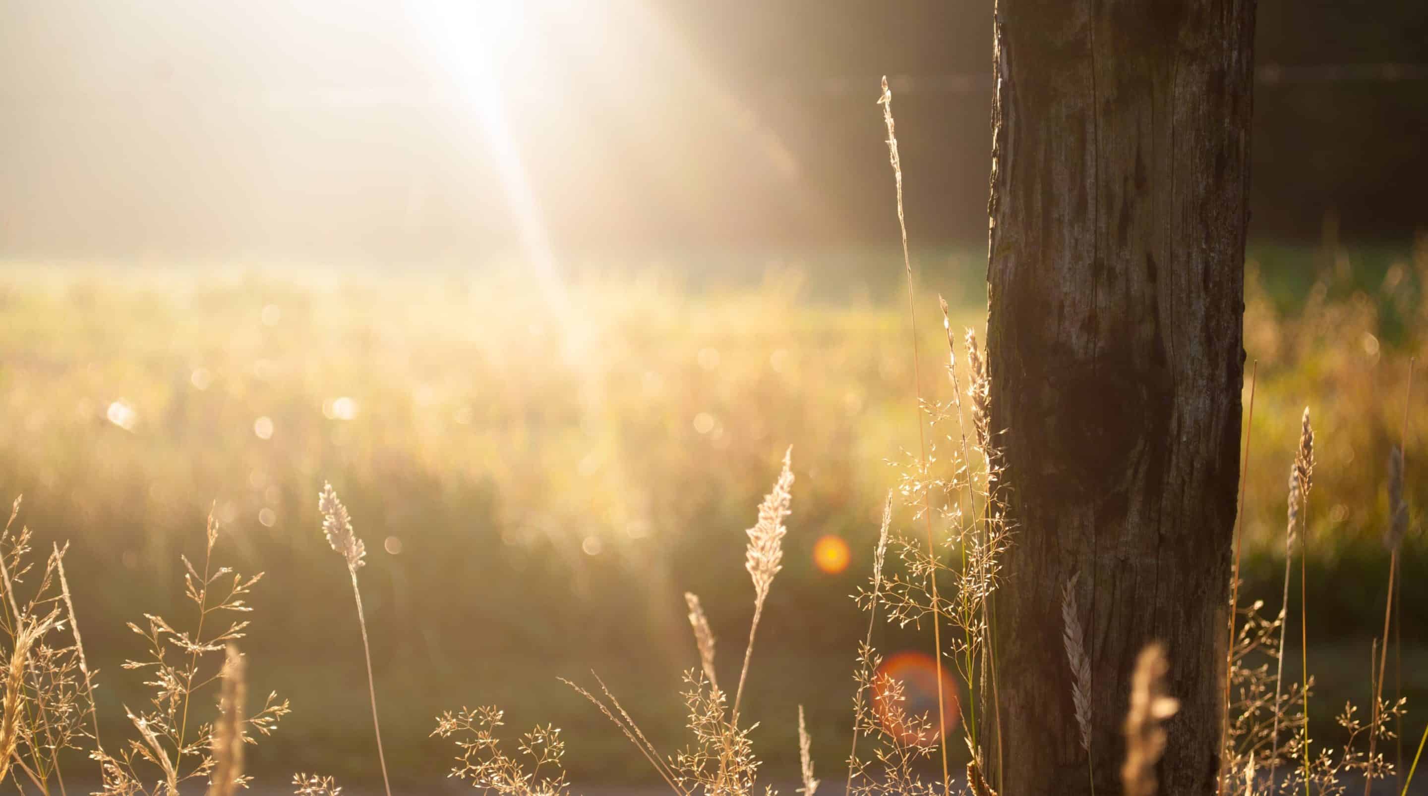 bysohealthy naturopathie vitamin D