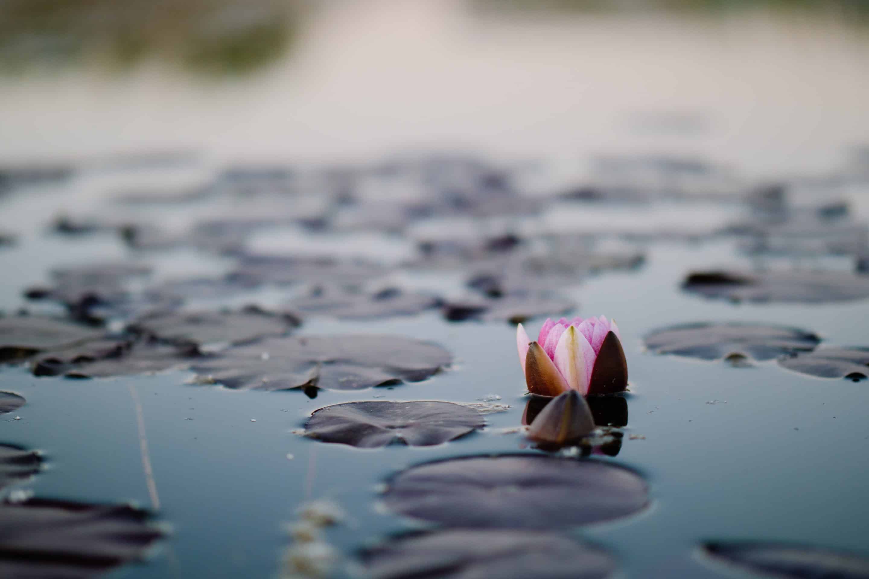 bysohealthy naturopathie lotus