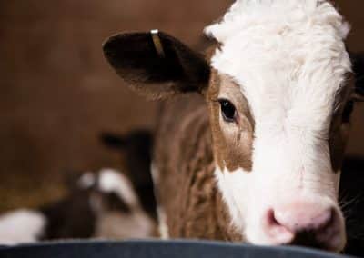 Lait de vache