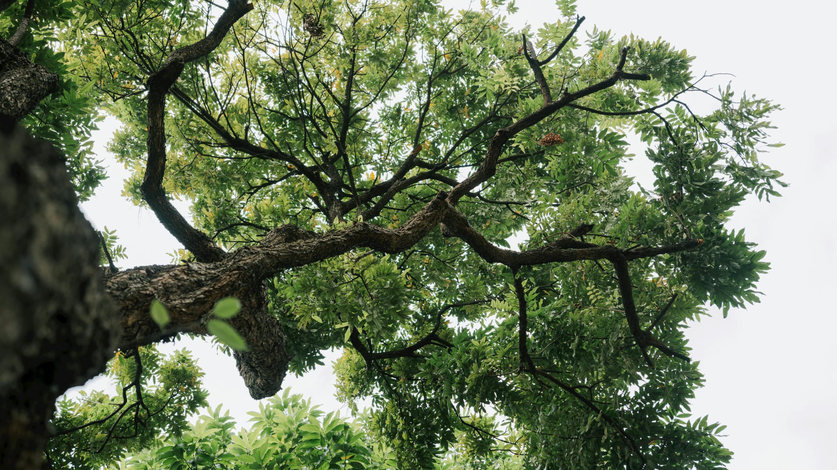 Longévité : mieux vieillir avec la naturopathie